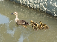 医療法人さくら千寿会　さくら病院・求人番号298767